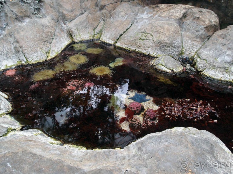 Здесь сошлись четыре океана