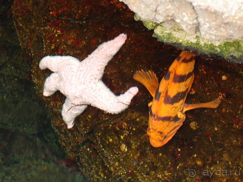 Здесь сошлись четыре океана