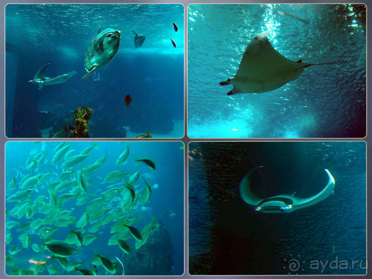 Здесь сошлись четыре океана