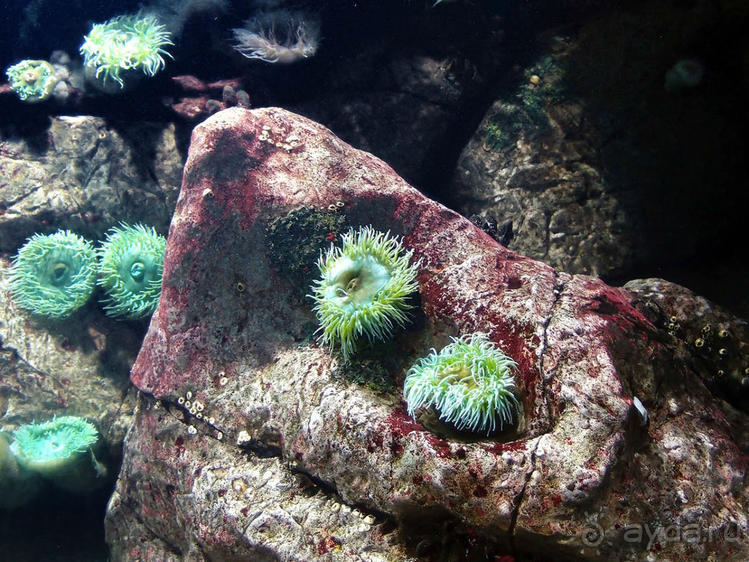 Здесь сошлись четыре океана