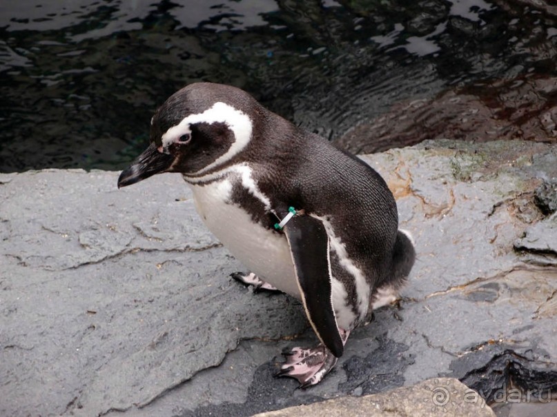 Здесь сошлись четыре океана