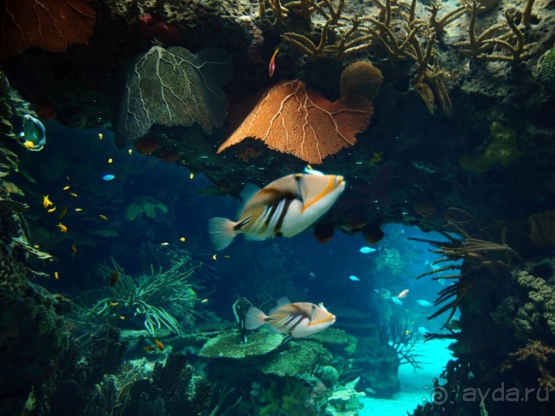 Здесь сошлись четыре океана