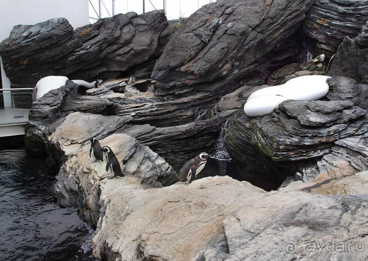 Здесь сошлись четыре океана