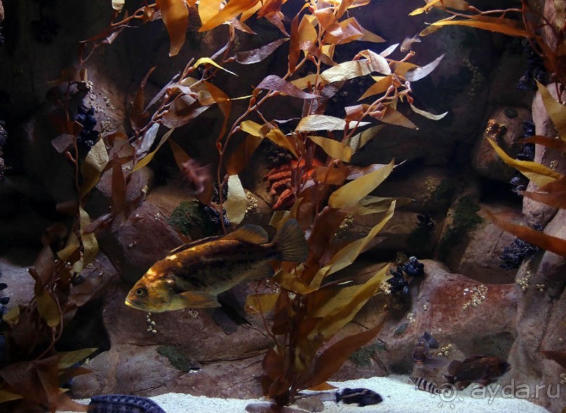 Здесь сошлись четыре океана