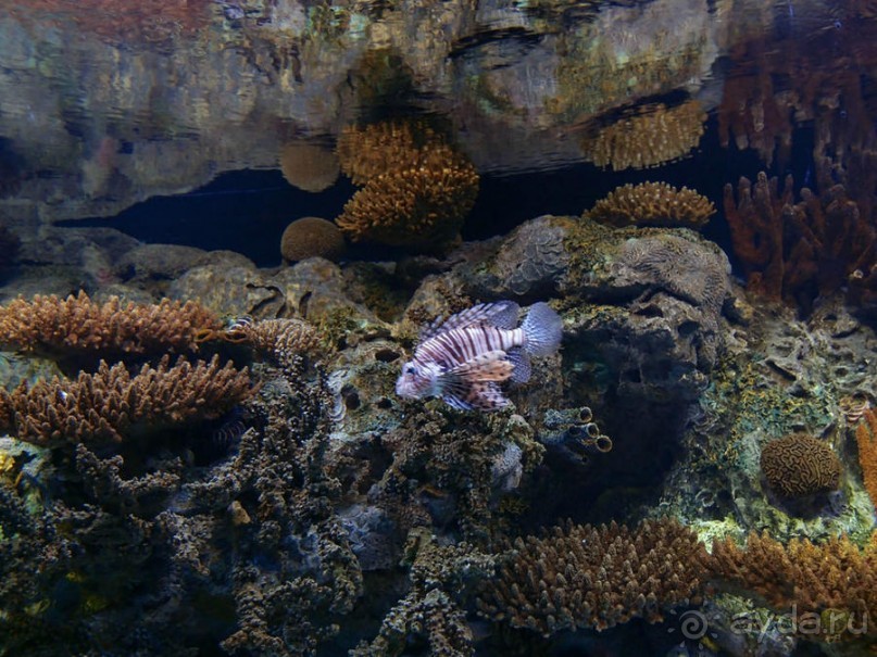 Здесь сошлись четыре океана