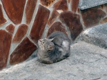 Чефалý сам себе голова