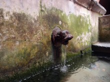 Чефалý сам себе голова