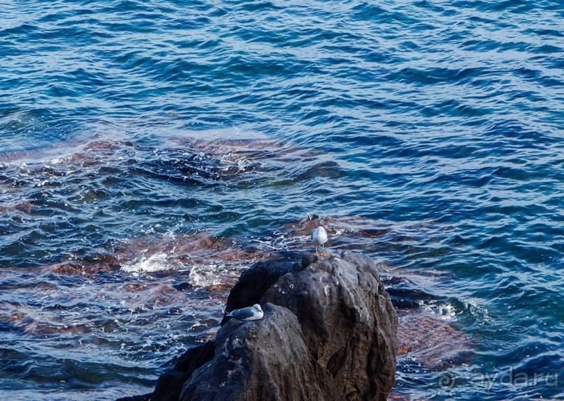 Чефалý сам себе голова