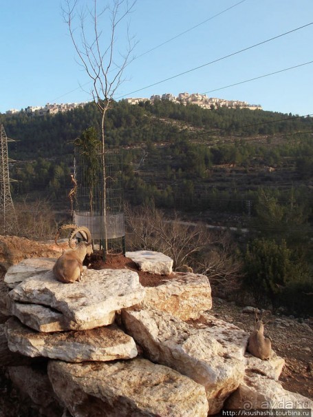 Зоопарк в Иерусалиме