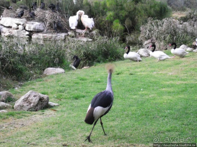 Зоопарк в Иерусалиме