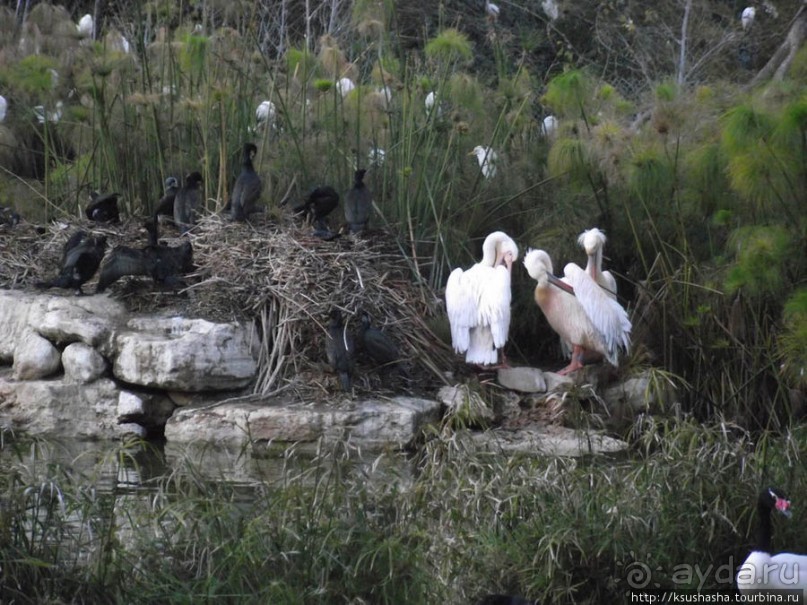 Зоопарк в Иерусалиме