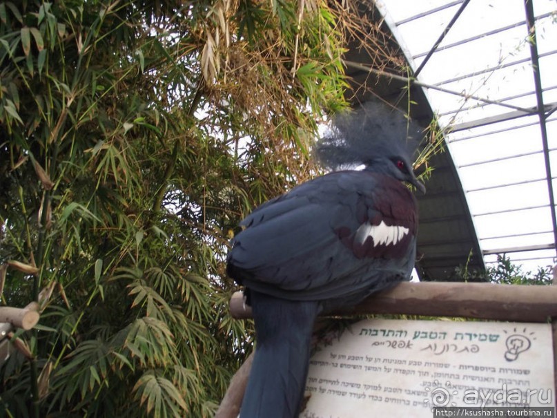 Зоопарк в Иерусалиме