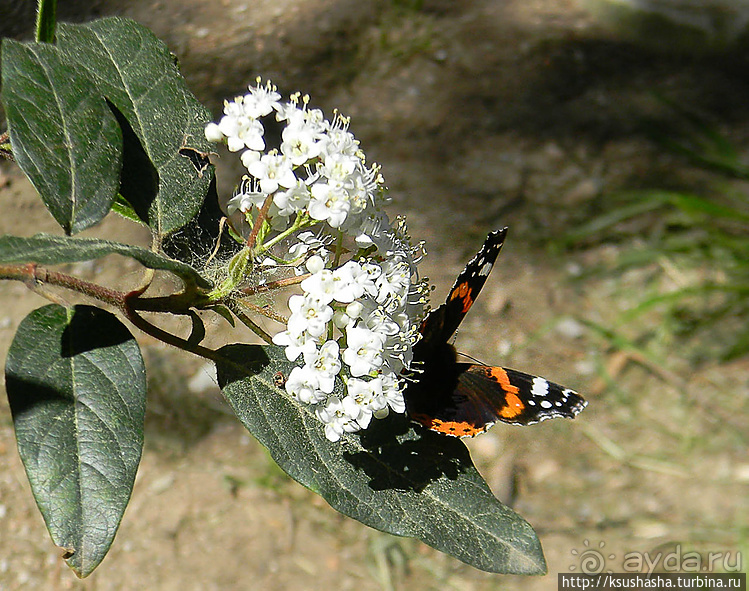 Альбом отзыва "Афинские прогулки (ч.1) Улица Диониссия"