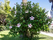 Три Ахиллеса и печальная Сисси