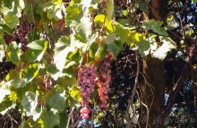 Три Ахиллеса и печальная Сисси