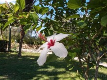 Три Ахиллеса и печальная Сисси