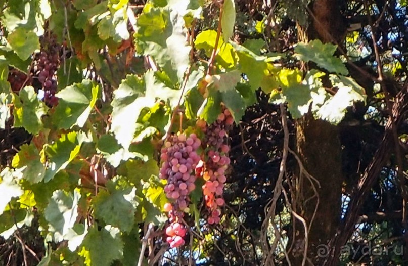 Три Ахиллеса и печальная Сисси