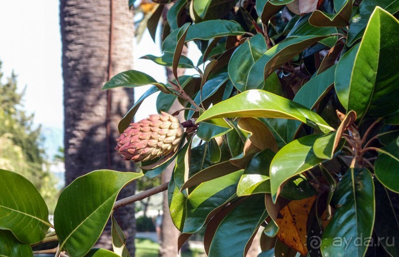 Три Ахиллеса и печальная Сисси