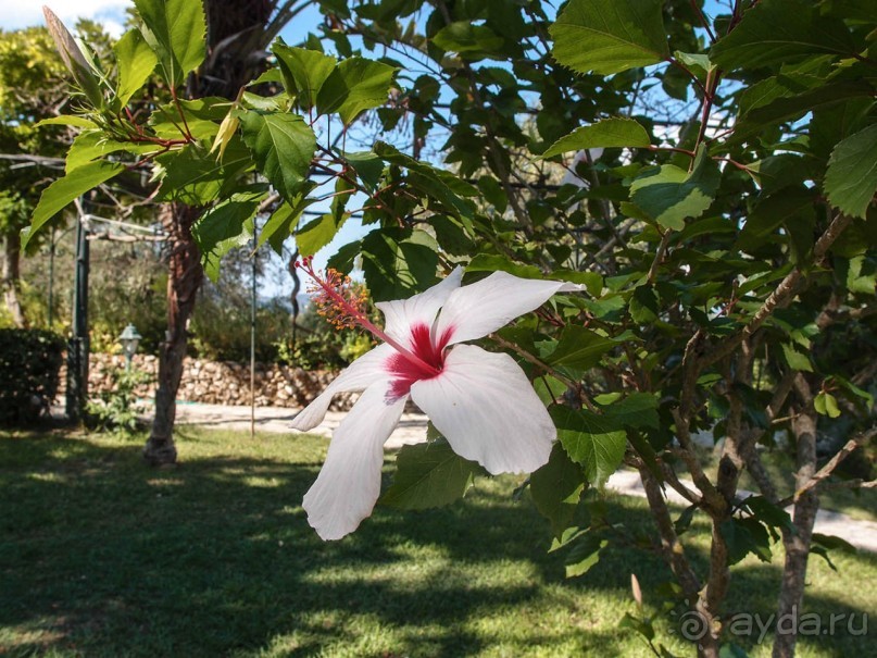 Три Ахиллеса и печальная Сисси