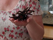 Выставка живых насекомых и рептилий