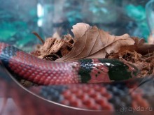 Выставка живых насекомых и рептилий