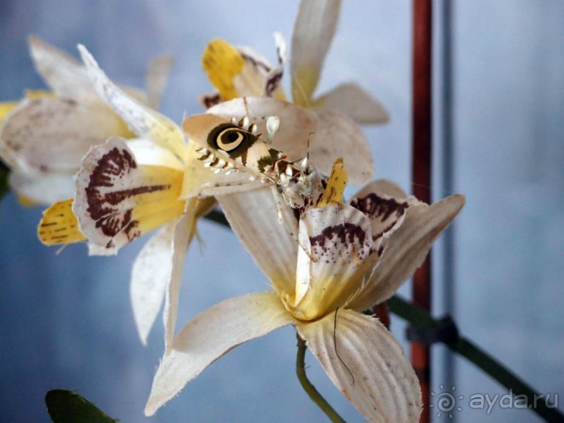 Выставка живых насекомых и рептилий