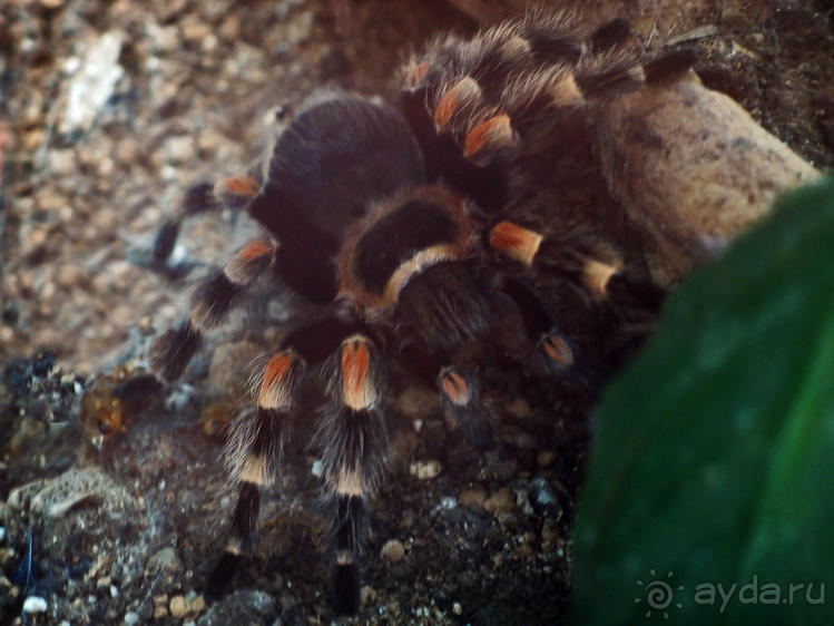 Выставка живых насекомых и рептилий