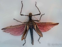 Выставка живых насекомых и рептилий