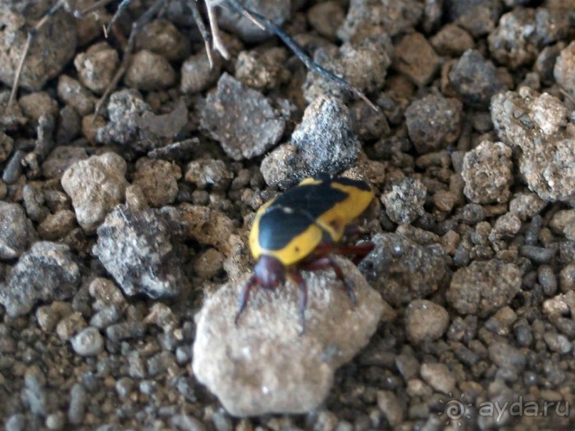 Выставка живых насекомых и рептилий