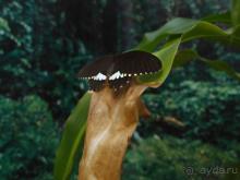 Выставка живых насекомых и рептилий