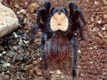 Выставка живых насекомых и рептилий