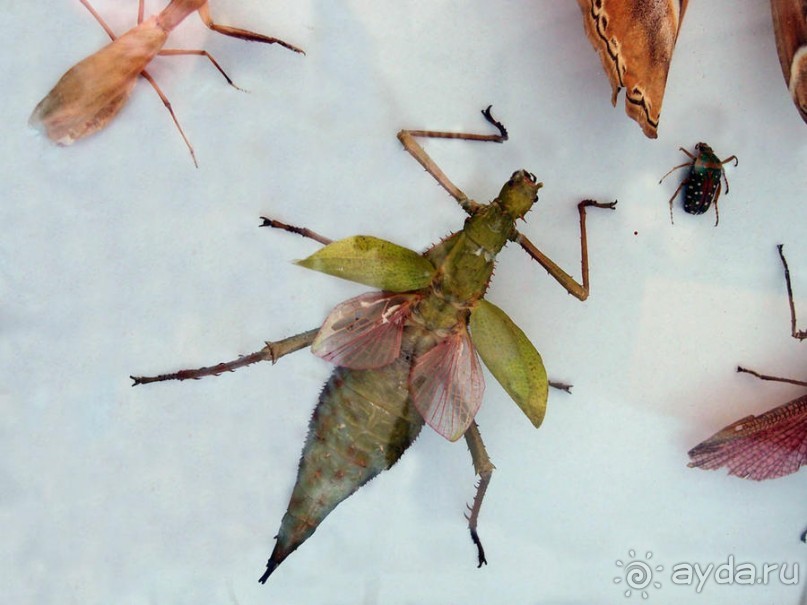 Выставка живых насекомых и рептилий