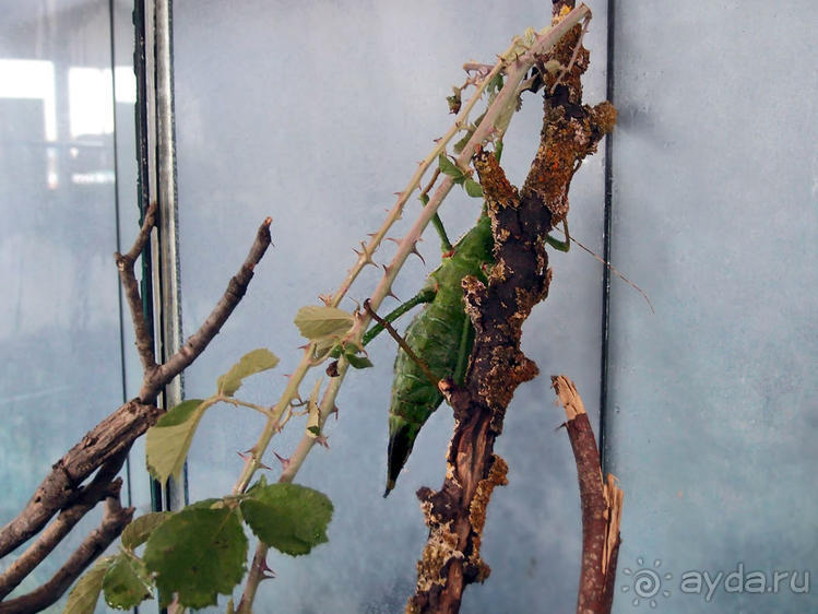 Выставка живых насекомых и рептилий