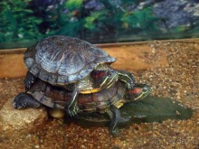 Выставка живых насекомых и рептилий