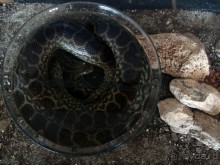 Выставка живых насекомых и рептилий