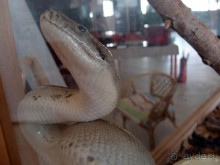 Выставка живых насекомых и рептилий