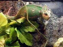 Выставка живых насекомых и рептилий