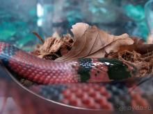 Выставка живых насекомых и рептилий