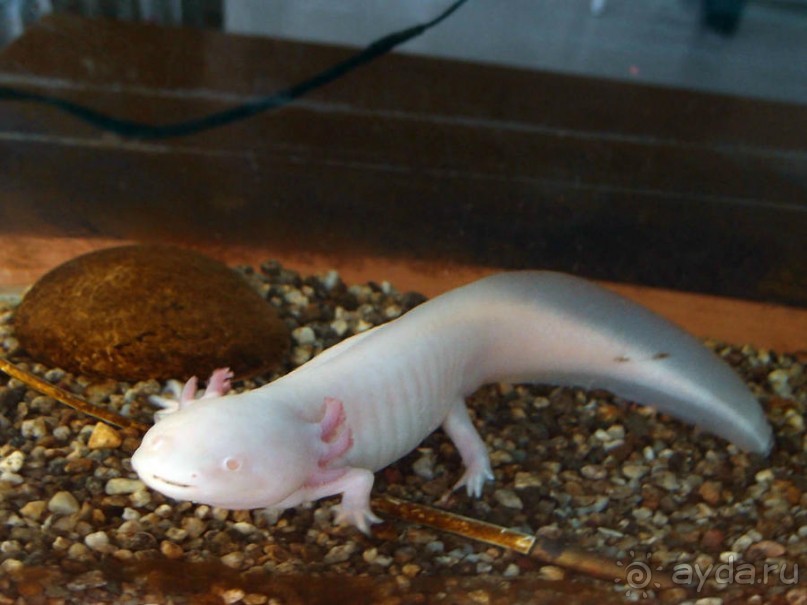 Выставка живых насекомых и рептилий