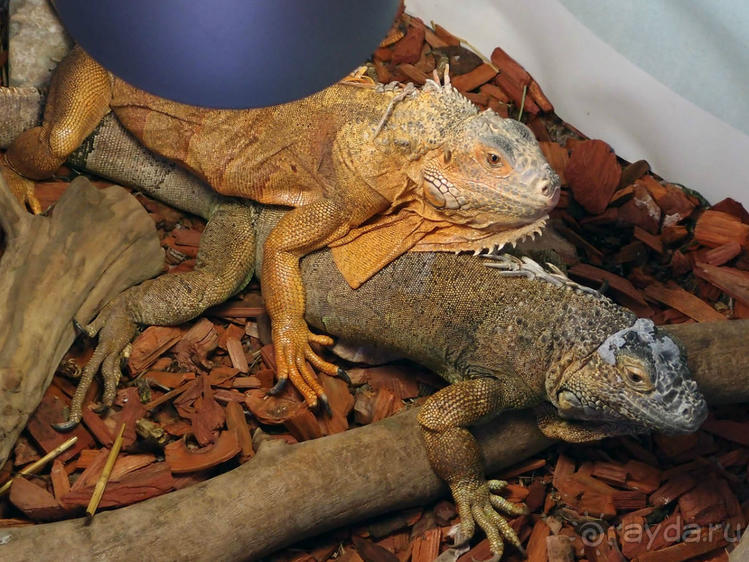 Выставка живых насекомых и рептилий