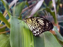 Выставка живых насекомых и рептилий