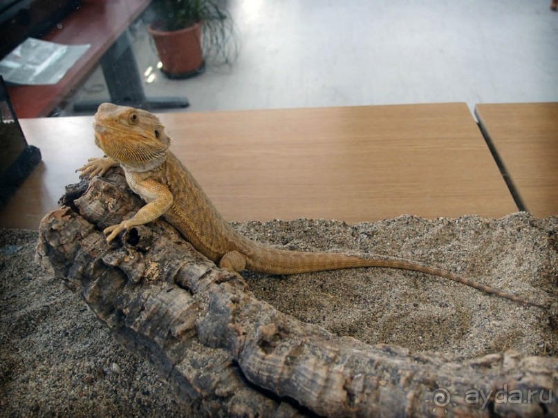 Выставка живых насекомых и рептилий