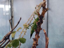 Выставка живых насекомых и рептилий