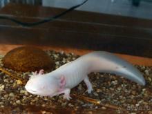 Выставка живых насекомых и рептилий