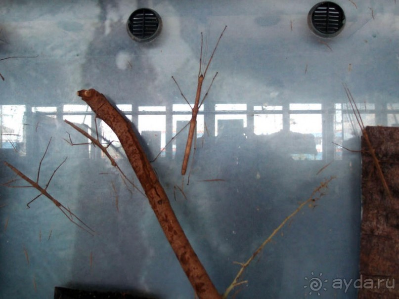 Выставка живых насекомых и рептилий