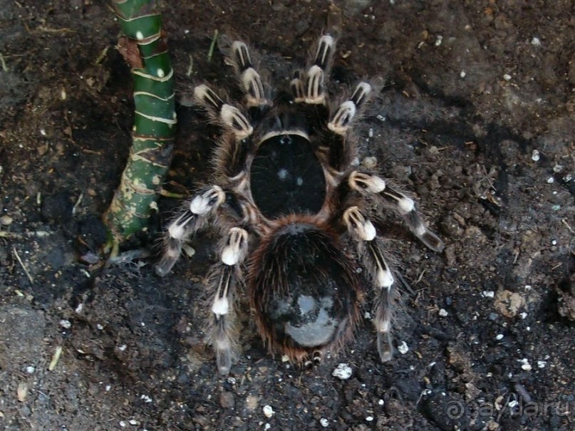 Выставка живых насекомых и рептилий