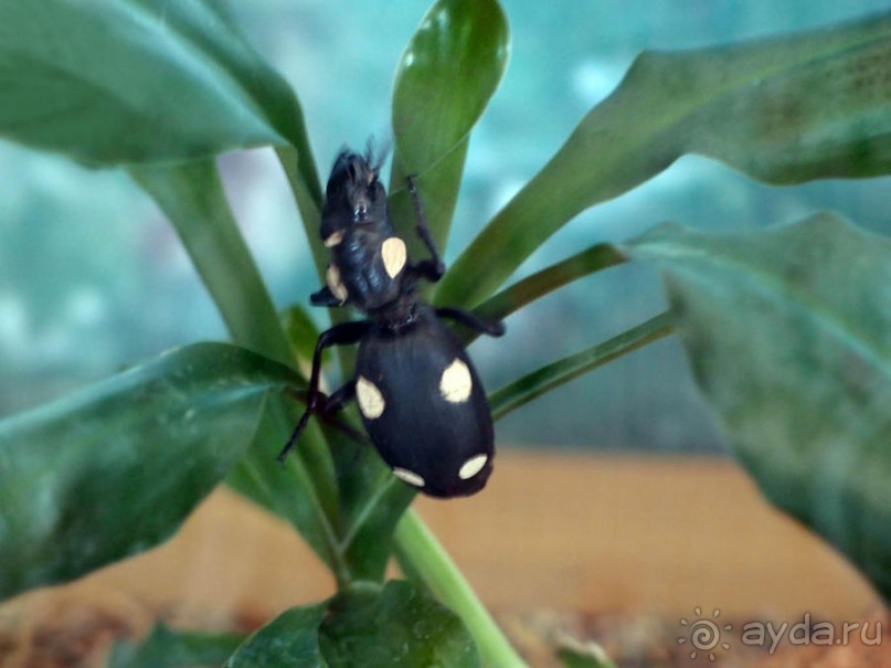 Выставка живых насекомых и рептилий