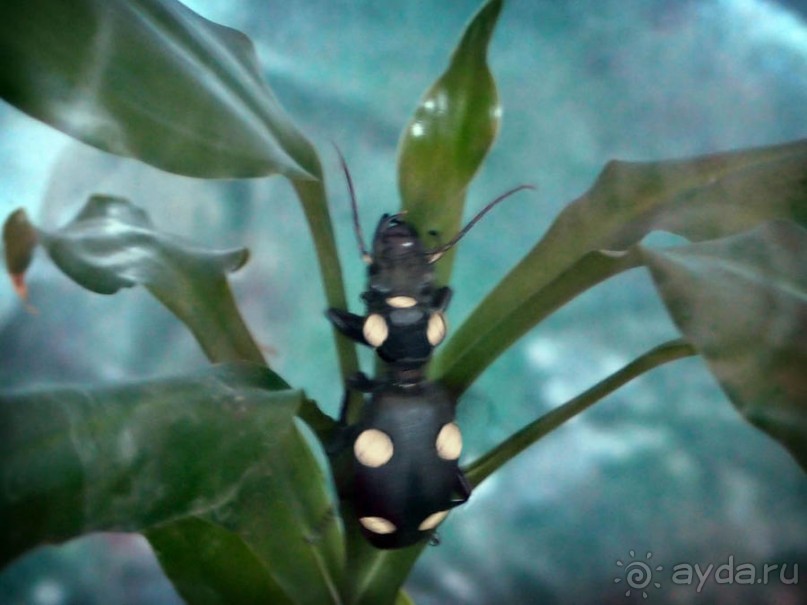 Выставка живых насекомых и рептилий