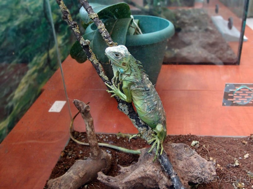 Выставка живых насекомых и рептилий