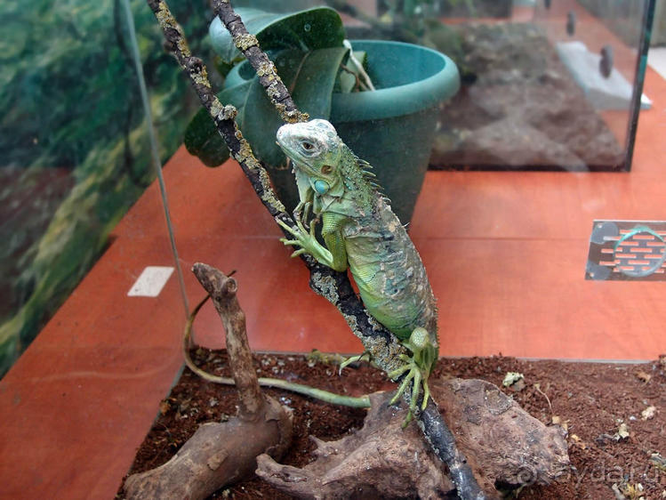 Выставка живых насекомых и рептилий